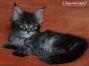 female Maine Coon Baby