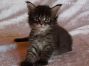 female Maine Coon Baby