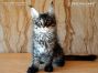 male Maine Coon Kitten