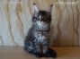 male Maine Coon Kitten