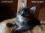 male Maine Coon Kitten