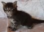 male Maine Coon Kitten