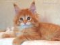 red male Maine Coon Kitten