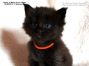 black female Maine Coon Baby