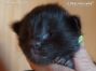 black male Maine Coon Baby