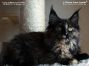 female black-tortie Maine Coon Kitten