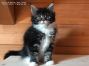female black tabby-cl white Maine Coon Baby