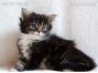 female black tabby white Maine Coon Baby