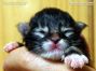 female black tabby white Maine Coon Baby