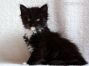 female black-white Maine Coon Baby