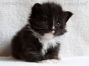 male black-white Maine Coon Baby