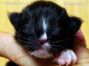 male black-white Maine Coon Baby