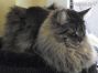 male black tabby Maine Coon