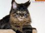 male black tabby Maine Coon Youngster