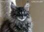 male black tabby ticked Maine Coon Baby