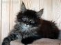 male black tabby ticked Maine Coon Baby