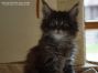 male black tabby ticked Maine Coon Baby