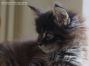 male black tabby ticked Maine Coon Baby