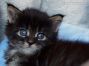 male black-tabby Maine Coon Baby