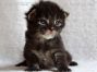 male black-tabby Maine Coon Baby