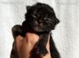 male black-tabby Maine Coon Baby