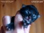 male black-tabby Maine Coon Baby