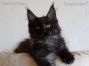 male black smoke Maine Coon Baby