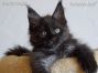 male black smoke Maine Coon Baby