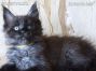 male black smoke Maine Coon Baby