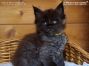 male black smoke Maine Coon Baby