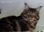 black-silver-tabby-cl Maine Coon