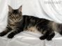 black-silver-tabby-cl Maine Coon Baby