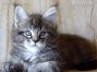 black-silver-tabby-cl Maine Coon Baby - Kitten of Maine Coon Castle