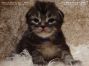 male black-tabby Maine Coon Baby
