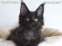 black-smoke Maine Coon Katzenbaby