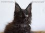 black-smoke Maine Coon Katzenbaby