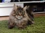 Youngster of Maine Coon Castle