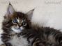 Kitten of Maine Coon Castle