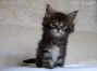 Kitten of Maine Coon Castle