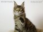 black-tabby-mc Maine Coon Katzenbaby