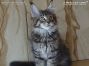 black-tabby Maine Coon Katzenbaby