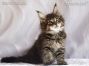 black-tabby Maine Coon Katzenbaby