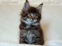 black-tabby Maine Coon Katzenbaby