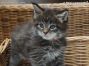 black-tabby Maine Coon Katzenbaby