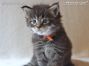 black-tabby Maine Coon Katzenbaby