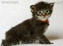 black-tabby Maine Coon Katzenbaby