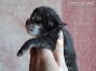 black-tabby Maine Coon Katzenbaby