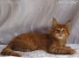 red-tabby Maine Coon Kitten