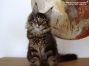 male black-tabby-cl Maine Coon Youngster