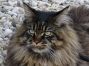 black-tabby Maine Coon aus Sachsen